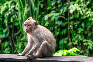 Naklejka na ściany i meble wild monkey thinking in monkey forest in bali. indonesia