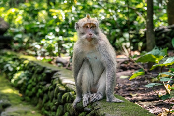 Naklejka na ściany i meble wild monkey Looking me straight ahead in monkey forest in bali. indonesia