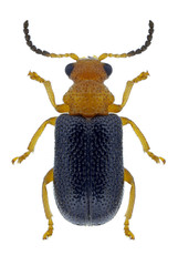 Beetle Zeugophora scutellaris on a white background