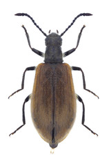 Beetle Lagria hirta on a white background