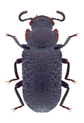 Beetle Bolitophagus reticulatus on a white background