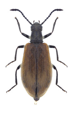 Beetle Lagria hirta on a white background