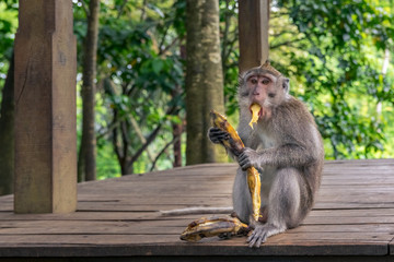 wild monkey eating banana in mokey forest in bali. indonesia