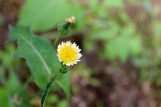flor silvestre