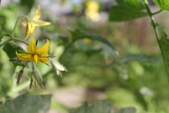 flor de planta de tomate