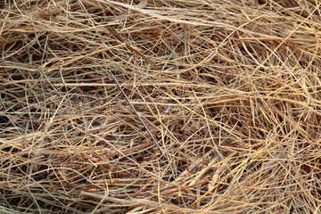 needle in a haystack/ needle in a haystack