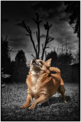 Pico und Lotti