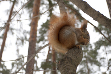 Red Squirrel