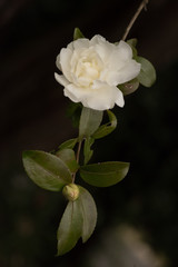 白いサザンカの花