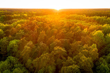 Wald in Deutschland von oben