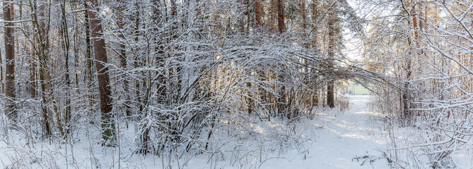 Fototapeta premium Winter landscape, panoramic view. Xmas background with white snowflakes. Sunlight in the winter forest.