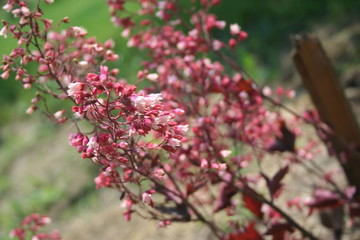 delicate pink flowers