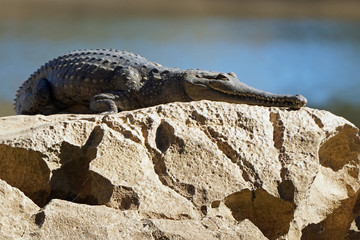 Australian Freshwater Crocodile - Kimberley Region, Western Australia