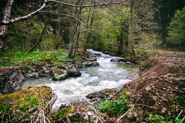 mountain stream in the Borjomi forest