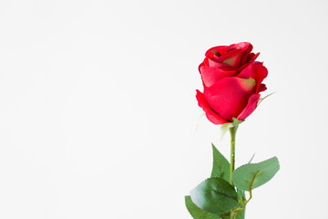 Red rose on the light background. Blank greeting card. Empty place for a text. Decorative artificial flower.