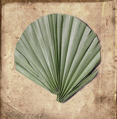 Palm leave on grunge paper background