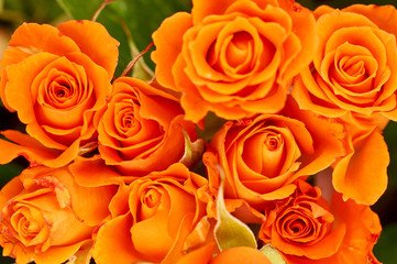 A bouquet of roses isolated on white background