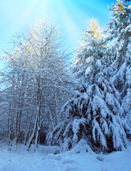 Trees with snow in winter .Winter sunset landscape.