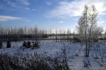 Иней на деревьях, мороз в декабре,солнечный день, голубое небо,природа Сибири,ель,береза