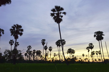 Fototapeta na wymiar silhouette sugar palm tree on sunset sky in paddy field