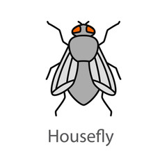 Housefly color icon