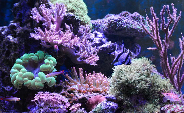 Reef tank, marine aquarium. Blue aquarium full of plants. Tank filled with water for keeping live underwater animals. Gorgonaria, Sea Fan. Zebrasoma. Hawkfish, Clownfish, Nemateleotris decora.
