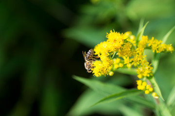 bee on flower