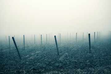 Autumn landscape in the countryside, vineyard in the fog
