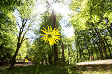 Flower watching Foresta Umbra