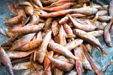 Fresh Surmullet fish on an ice background on food market. Red mullet for sale. Mullus barbatus