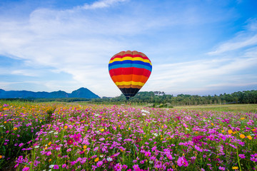 Hot air balloon flying over cosmos flowers fields