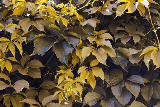 Leaves of wild grapes, background