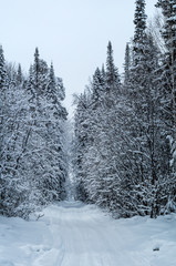 зимний заснеженный лес с дорогой, Россия, Урал