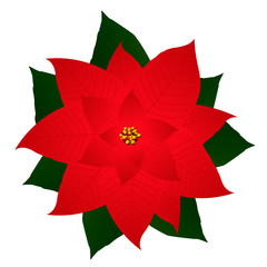 Isolated Christmas flower is the poinsettias on a white background