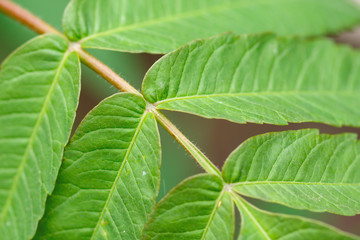 Fototapeta na wymiar green leaf on blurred background
