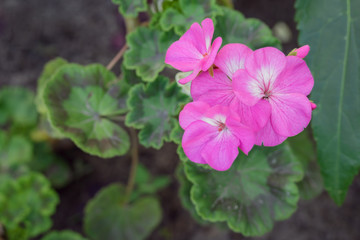 Obraz na płótnie Canvas Pink geraniums in the morning