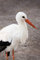 European white stork (Ciconia ciconia)