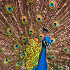 Obraz premium Nahaufnahme eines männlichen Pfaus, Pavo christatus
