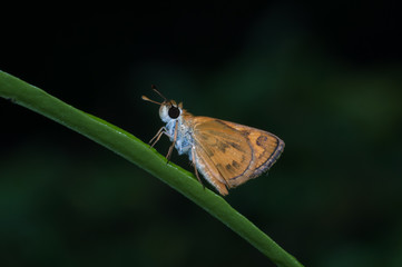 moth