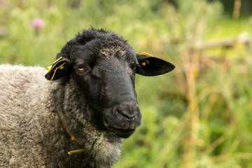 Fototapeta premium Rauwolliges Pommersches Landschaf