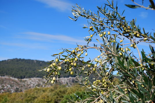 Olive di Sicilia
