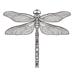 Black dragonfly Aeschna Viridls, isolated on white background. Dragonfly tattoo sketch. Coloring books. Hand-drawn vector illustration.