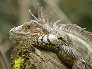 Portrait of green iguana, or common iguana (Iguana iguana)
