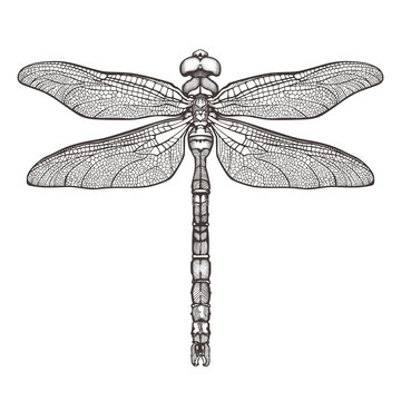 Black dragonfly Aeschna Viridls, isolated on white background. Dragonfly tattoo sketch. Coloring books. Hand-drawn vector illustration.