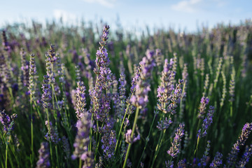 Obraz premium Purple lavender field at sunset.