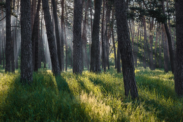 Morning sun beams in the summer forest.