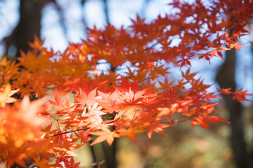 Autumn Colors in Japan.Beautiful  maple leaves