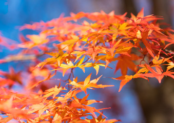 Red maple leaves in autumn season with blue sky
