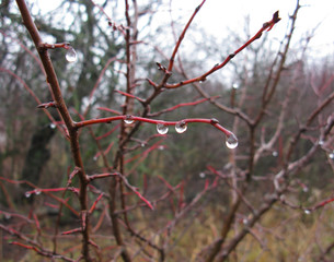 Drops of water, rain on the branches of trees in the fall.