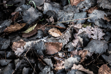 black leafs